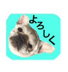 返事〜犬（個別スタンプ：8）