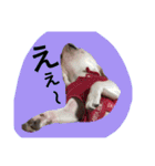 返事〜犬（個別スタンプ：11）
