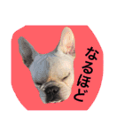 返事〜犬（個別スタンプ：12）