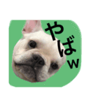 返事〜犬（個別スタンプ：13）