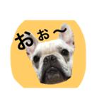 返事〜犬（個別スタンプ：15）