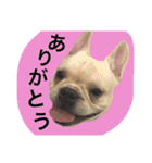 返事〜犬（個別スタンプ：16）