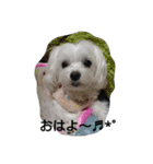 ハクちゃんスタンプ（個別スタンプ：3）