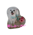 ハクちゃんスタンプ（個別スタンプ：5）