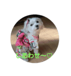 ハクちゃんスタンプ（個別スタンプ：7）