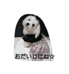 ハクちゃんスタンプ（個別スタンプ：9）