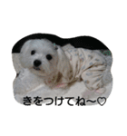 ハクちゃんスタンプ（個別スタンプ：12）