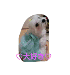 ハクちゃんスタンプ（個別スタンプ：13）