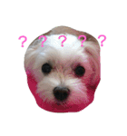ハクちゃんスタンプ（個別スタンプ：16）