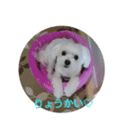 ハクちゃんスタンプ（個別スタンプ：17）