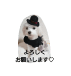 ハクちゃんスタンプ（個別スタンプ：18）