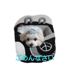 ハクちゃんスタンプ（個別スタンプ：20）
