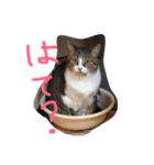 ちょろ子 猫（個別スタンプ：1）
