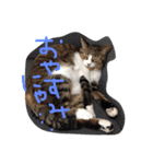 ちょろ子 猫（個別スタンプ：2）