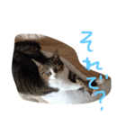ちょろ子 猫（個別スタンプ：3）
