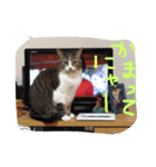 ちょろ子 猫（個別スタンプ：4）
