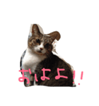 ちょろ子 猫（個別スタンプ：6）