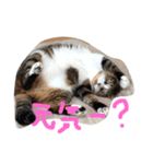 ちょろ子 猫（個別スタンプ：7）