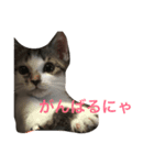 mame...（個別スタンプ：4）