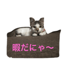 mame...（個別スタンプ：5）