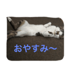 mame...（個別スタンプ：6）