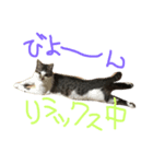 mame...（個別スタンプ：7）
