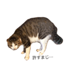 猫のちゃんちー（個別スタンプ：1）