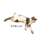 猫のちゃんちー（個別スタンプ：2）
