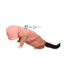 猫のちゃんちー（個別スタンプ：5）