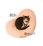 猫のちゃんちー（個別スタンプ：6）