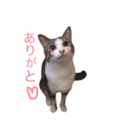 猫のちゃんちー（個別スタンプ：7）