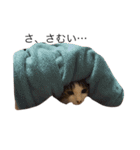猫のちゃんちー（個別スタンプ：8）