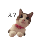 猫のちゃんちー（個別スタンプ：9）