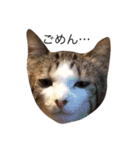 猫のちゃんちー（個別スタンプ：10）