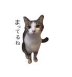 猫のちゃんちー（個別スタンプ：13）