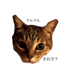 猫のちゃんちー（個別スタンプ：14）