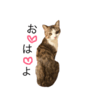 猫のちゃんちー（個別スタンプ：16）