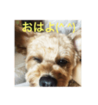 ラッテさん（個別スタンプ：5）