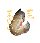 ウメだよー❤️（個別スタンプ：5）