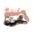 ウメだよー❤️（個別スタンプ：6）