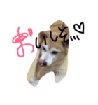 ウメだよー❤️（個別スタンプ：7）