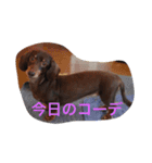 まろみさん（個別スタンプ：3）