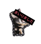 チワックスのベルちゃん（個別スタンプ：1）
