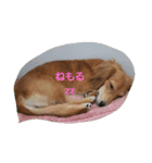 m(__)mUU^^U（個別スタンプ：12）