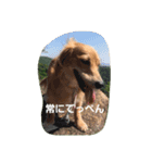 m(__)mUU^^U（個別スタンプ：15）