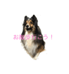 ranruroi（個別スタンプ：1）