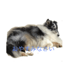 ranruroi（個別スタンプ：3）