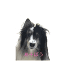 ranruroi（個別スタンプ：4）