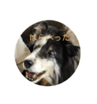 ranruroi（個別スタンプ：5）