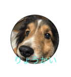 ranruroi（個別スタンプ：6）